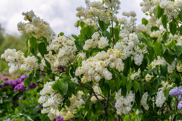 Blooming yellow lilac Primrose Syringa vulgaris in garden