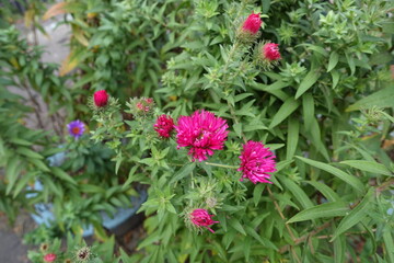 Opening buds of magenta colored Michaelmas daisies in October