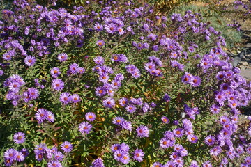 Obraz premium Abundant purple flowers of New England asters in October