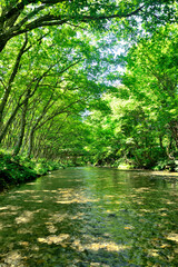 Obraz premium 清流に緑のトンネル
