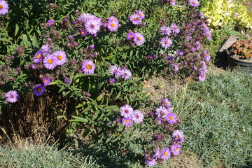 Closed buds and purple flowers of New England asters in October