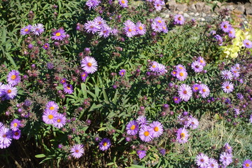 Obraz premium Dozens of purple flowers and buds of New England asters in October