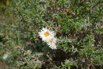 Pair of white flowers of heath aster in mid September