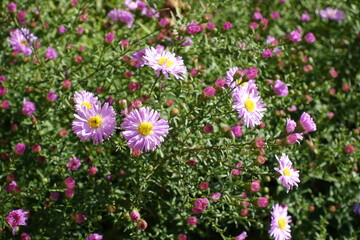Fototapeta premium Couple of pink flowers of Michaelmas daisies in October