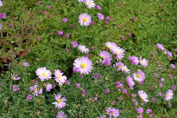Obraz premium Green leaves and pink flowers and buds of Michaelmas daisies in October