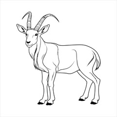 Fototapeta premium coloring book for children