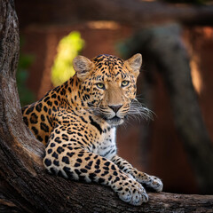 Fototapeta premium A leopard resting on a tree. A leopard sitting on a tree 