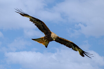 Obraz premium Milan royal corse