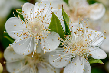 fleur de myrte