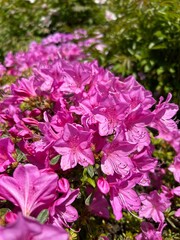 Blooming pink rhododendron flower in spring gardening