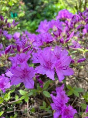 Obraz premium Blooming rhododendron flower in spring gardeni