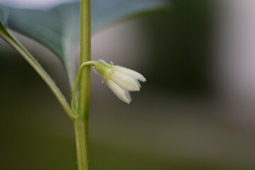 Bladder cherry flower