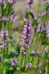 Obraz premium Common hedgenettle flower