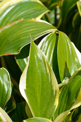 Plantain lily Queen Josephine leaves