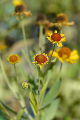 Sneezeweed Wesergold flower buds
