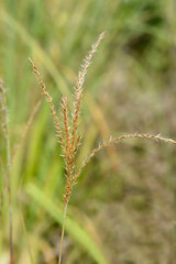 Chinese silver grass seeds