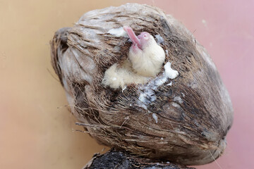 An adult sugar glider resting on a hollow coconut. This mammal has the scientific name Petaurus breviceps.