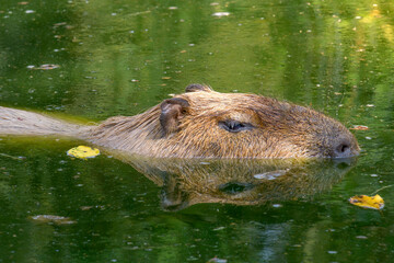 Capybara or Hydrochoerus hydrochaeris is the largest extant rodent in the world in the water