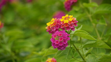 Close-up of Lantana Camara flowers blooming