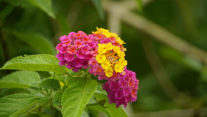 Close-up of Lantana Camara flowers blooming