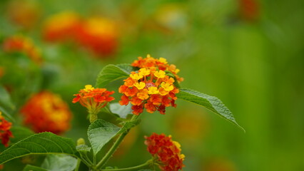 Close-up of Lantana Camara flowers blooming