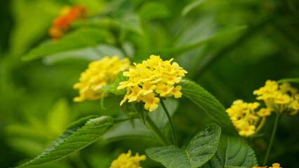 Close-up of Lantana Camara flowers blooming