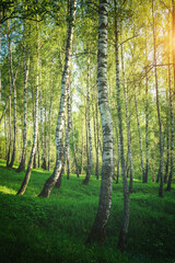 Grove of birches with young green leaves at sunset or sunrise in spring or summer. Vintage film aesthetic.