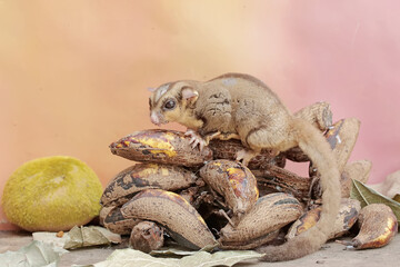 An adult sugar glider eats a bunch of ripe bananas that has fallen to the ground. This mammal has the scientific name Petaurus breviceps.