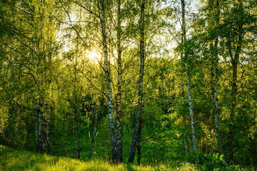 Obraz premium Grove of birches with young green leaves at sunset or sunrise in spring or summer.