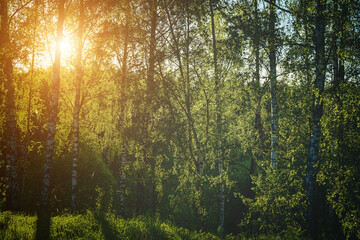 Obraz premium Grove of birches with young green leaves at sunset or sunrise in spring or summer. Vintage film aesthetic.