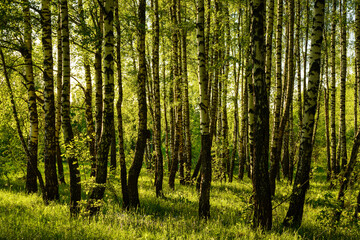 Grove of birches with young green leaves at sunset or sunrise in spring or summer.