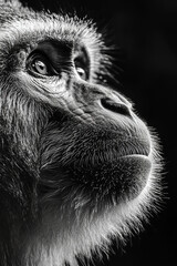 monkey portrait black and white