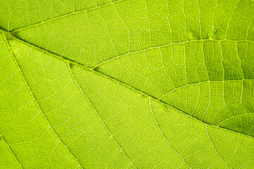 Macro shot of a leaf. Foliage nature background.