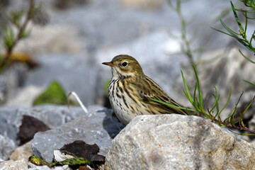 Wiesenpieper // Meadow pipit (Anthus pratensis) - Germany