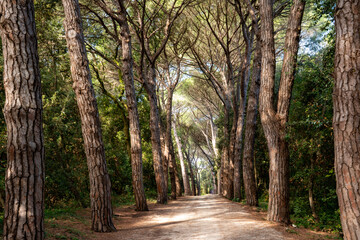 Long pine avenue path in the natural forest park 