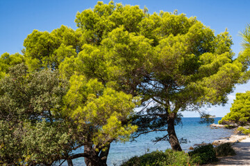 Beautiful coastal landscape on the Croatian coast with the typical pine trees (Pinus pinaster), rocky beach, azure blue water and blue sky