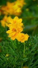 Close-up of Cosmos bipinnatus flower blooming in the garden