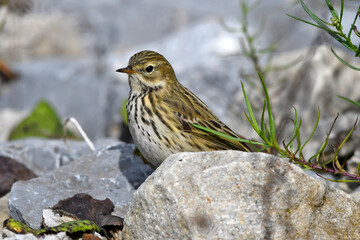 Meadow pipit // Wiesenpieper (Anthus pratensis) 