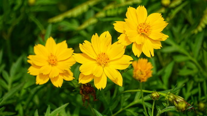 Close-up of Cosmos bipinnatus flower blooming in the garden