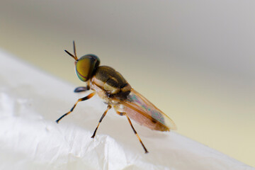 Macro photography of big-eyed beetle and wing details