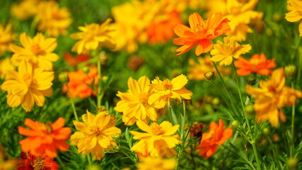 Close-up of Cosmos bipinnatus flower blooming in the garden
