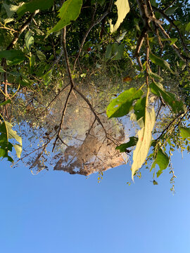 Hyphantria cunea  or fall web worms on a tree in early autumn