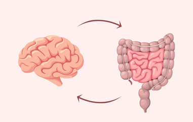 The human brain and intestines. Organs. Vector illustration.