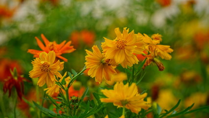 Close-up of Cosmos bipinnatus flower blooming in the garden