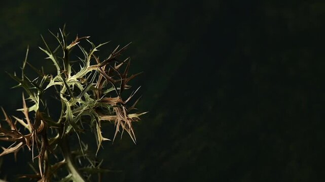 Donkey thorn (Mary thorn) plant on wooden, dark green, surface
