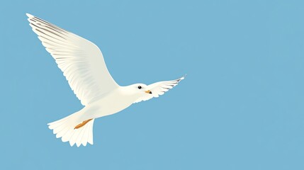 Fototapeta premium A white seagull flies in a clear blue sky.