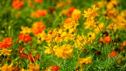 Close-up of Cosmos bipinnatus flower blooming in the garden