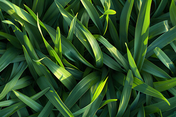 Obraz premium Close-up of vibrant lush green grass blades creating a fresh and natural texture..