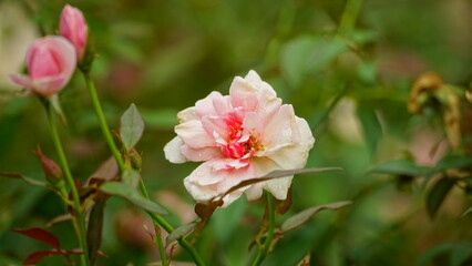 Close-up of roses blooming in the garden