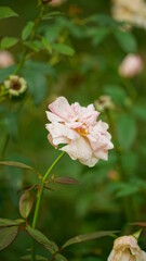 Fototapeta premium Close-up of roses blooming in the garden